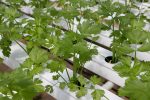 coriander-bg